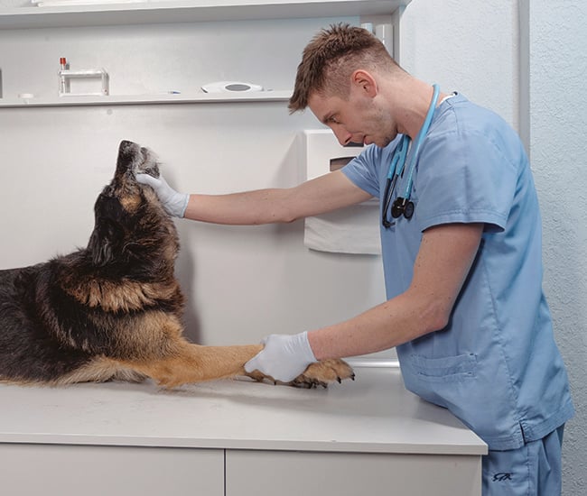 Veterinarian with patient