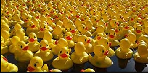 Lucky Duck Race location